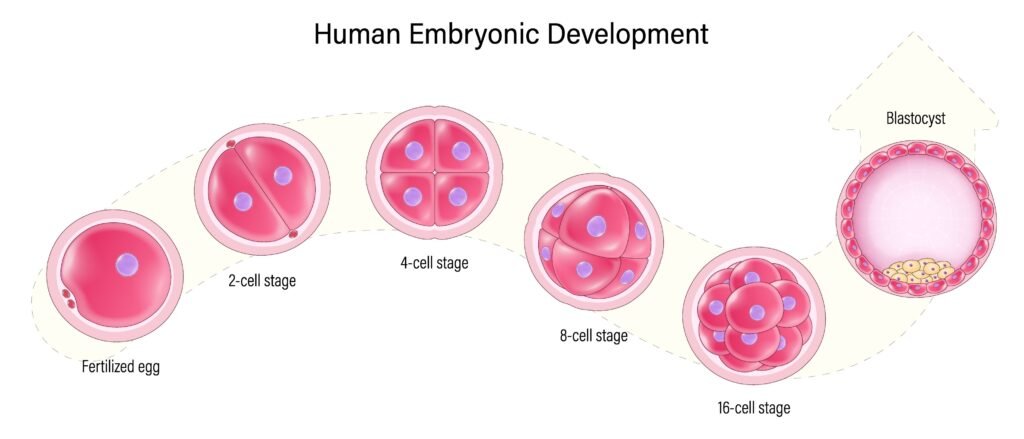 embryonic development in stages